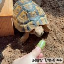 (주)거북 | 육지거북 잡초 달개비 질경이 게발선인장, 거북이 집사 선물 후기