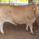 한우1000 이미지