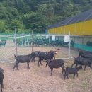 가람농장 이미지