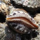 완도참전복 이미지