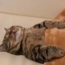 오이아 풀빌라 이미지