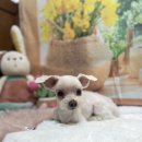 호이펫샵 이미지