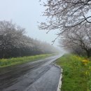 중문보건지소 | 제주도 벚꽃 명소와 벚꽃개화 상황 26년 3월 말 기준