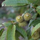 상수리공원 이미지