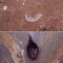 성정레포츠 | 평창 가볼만한곳~! 백룡동굴 국내 최초 탐험동굴 아이랑 도전하기