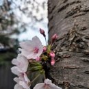 새만금 | 2026 군산 새만금 마라톤 후기