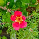 롯데리아반석 이미지