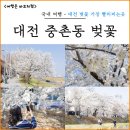 대전중촌초등학교 | 대전 벚꽃 명소 중촌동 하상도로, 대전 가장 먼저 피는 벚꽃길