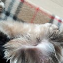 수사랑 동물병원 이미지