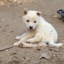 아기강아지 이미지