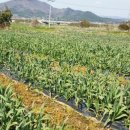 농업회사법인 나라주식회사 이미지