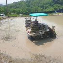 풀벌레 | 건강 보약 직접재배한 쑥 수확했어요! 풀벌레 알레르기 대처법과 약 부작용까지 솔직 후기