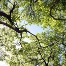 비둘기공원 이미지