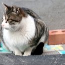 모이 이미지