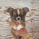 멍멍아 놀자 이미지