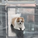 뽀독 뽀독 이미지