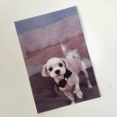 쫑랑쫑랑 이미지