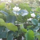 망구네 Daum카페