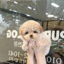 퍼피로그 강아지분양 진주점 | 창원에서 만난 반려견의 새로운 가족, 퍼피로그 강아지분양 창원점 방문기