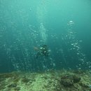 여자 혼자 세부 씨홀스 다이브(Seahorse dive) 스쿠버 다이빙 후기 2일차