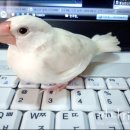 Honey Bunny 이미지