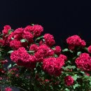 삼일세탁 이미지