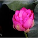 강주연못 이미지