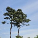 가든포레스트 이미지