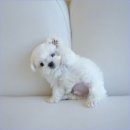 스마일퍼피 강아지분양 동탄점 | 동탄강아지분양 홍스퍼피 방문 후기