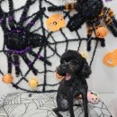 계룡애견 이미지