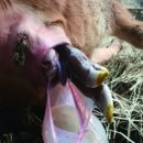 백령동물병원 네이버블로그