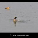 청둥오리 이미지