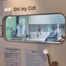 금신로 | 의정부 고양이 무마취 미용 '오마이캣' 4년 차 찐 단골 내돈내산 솔직 후기!