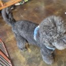 갱스터도그 이미지