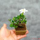 달콤한향기 이미지