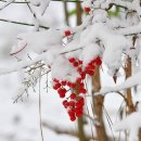 (참가 신청창 D-3 )학사 2맥 29th 정기총회 및 2013 Snow Dream Festival 에 초대합니다 (참가신청은 댓글로 신청바랍니다 이미지