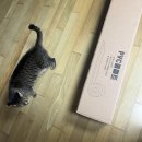 로하우스 | 호두 : 로하우스 미끄럼방지 방지 매트 내돈내산 후기