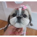 땡자애견 이미지