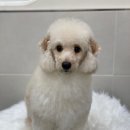 애견백화점 이미지