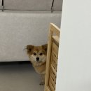 개어비앤비 이미지