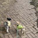 산책갈까? 이미지