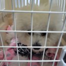 이소켄넬 이미지