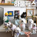 일산 강아지 운동장,실내도 가능한 애견카페 <하울픽스> 방문후기