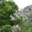 오동나무 이미지