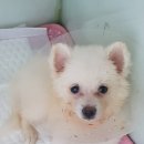 고방동물병원 네이버블로그