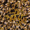 꽃 꿀방 이미지