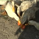 오리나라만세 이미지