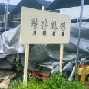 화원 | 월간화원 식물 쇼핑 후기｜고사리부터 리네아리스.. 무늬크로톤까지