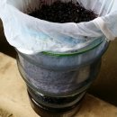 아로니아 발효 건지로 천연 발효식초 만드는 법 이미지