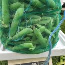 콩푸대